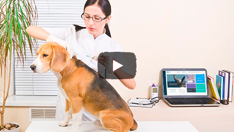 Saiba como registrar lembretes no Aplicativo NetVet - Sistema de gestão de clínicas veterinárias online